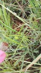 Hibiscus microcarpus