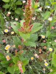 Acalypha monostachya