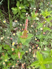 Acalypha monostachya