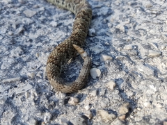 Crotalus tzabcan