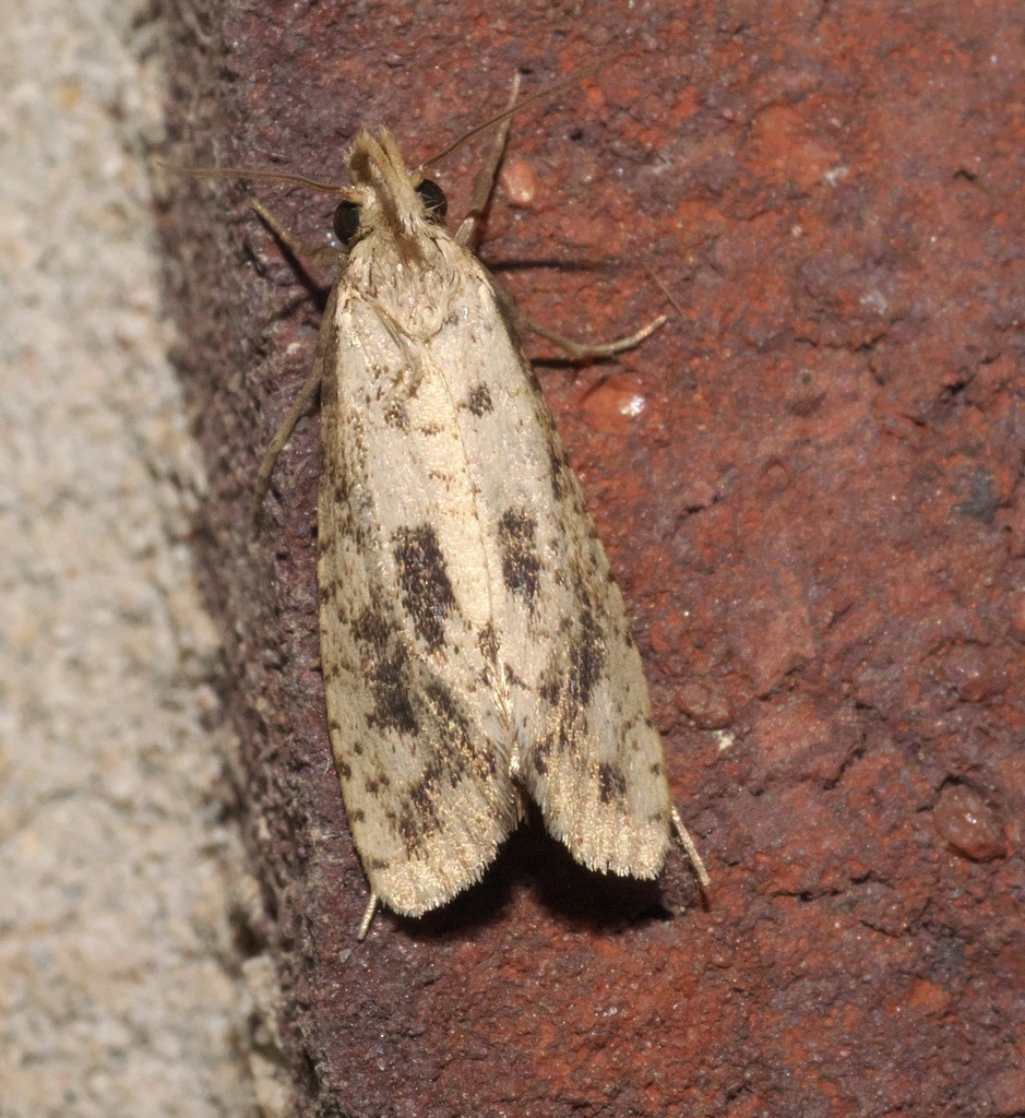 Long-horned Grass Tubeworm Moth