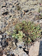 Micranthes punctata