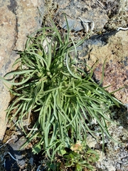 Scorzonera radiata