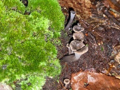 Craterellus