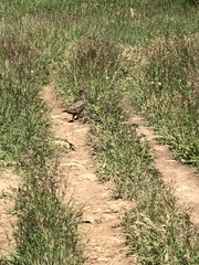 Dendragapus obscurus