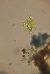 Phacus circulatus