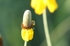 Perdita albipennis