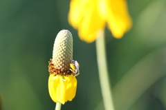 Perdita albipennis
