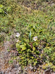 Claytonia acutifolia