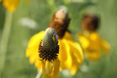 Perdita albipennis