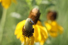 Perdita albipennis