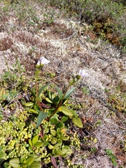 Claytonia acutifolia