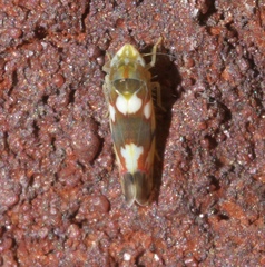 Erythroneura elegans