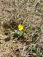Ranunculus sulphureus