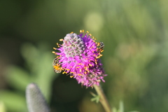 Halictus confusus alpinus