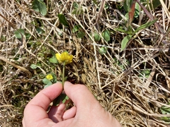 Ranunculus sulphureus