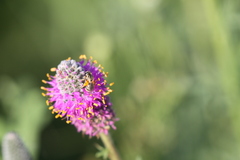 Halictus confusus alpinus