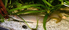 Indian Mastacembelid Eel photo 1