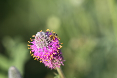 Halictus confusus alpinus