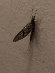 Ephemera simulans