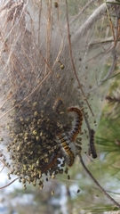 Thaumetopoea pityocampa