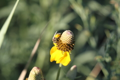 Perdita albipennis