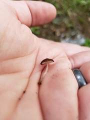 Pluteus podospileus