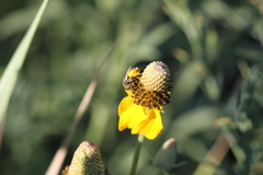 Perdita albipennis
