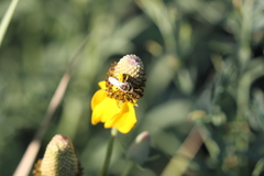 Perdita albipennis