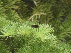 Laphria janus