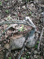 Ibervillea hypoleuca