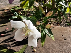 Melastomataceae