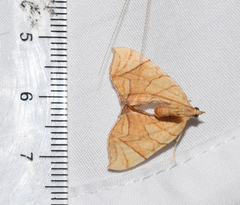 Eulithis diversilineata