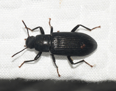 Strongylium terminatum