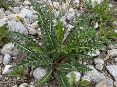 Cirsium parryi