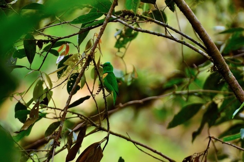 Blue-crowned Chlorophonia (Chlorophonia occipitalis), photo 4