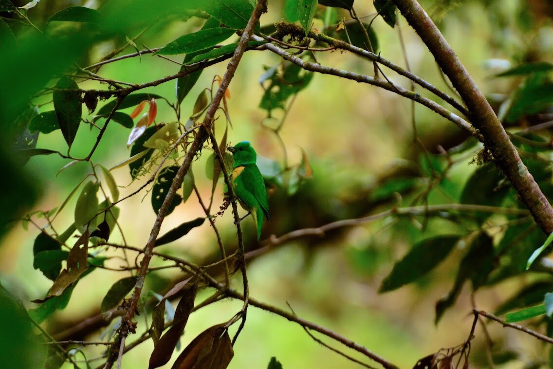 Blue-crowned Chlorophonia illustration