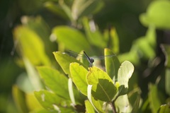 Erythrodiplax berenice