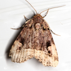 Pyripnoa auricularia