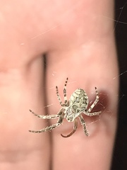 Larinioides sclopetarius