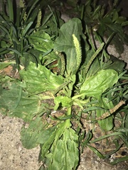 Plantago major