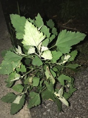 Chenopodium album