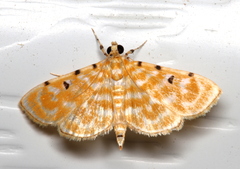 Notarcha aurolinealis