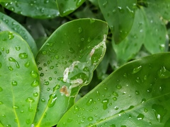 Liriomyza schmidti image