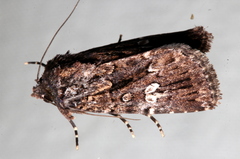 Ectopatria horologa