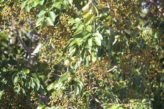 Metopium toxiferum image