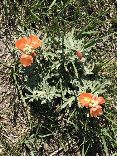Scarlet Globemallow