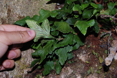 Asplenium trilobum