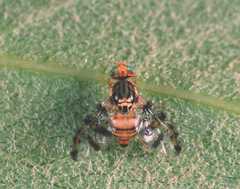 Ceratitis rubivora