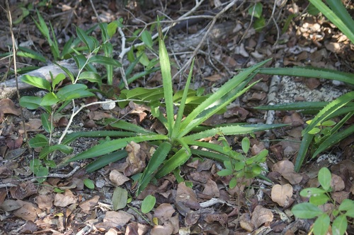 False sisal (Agave decipiens)